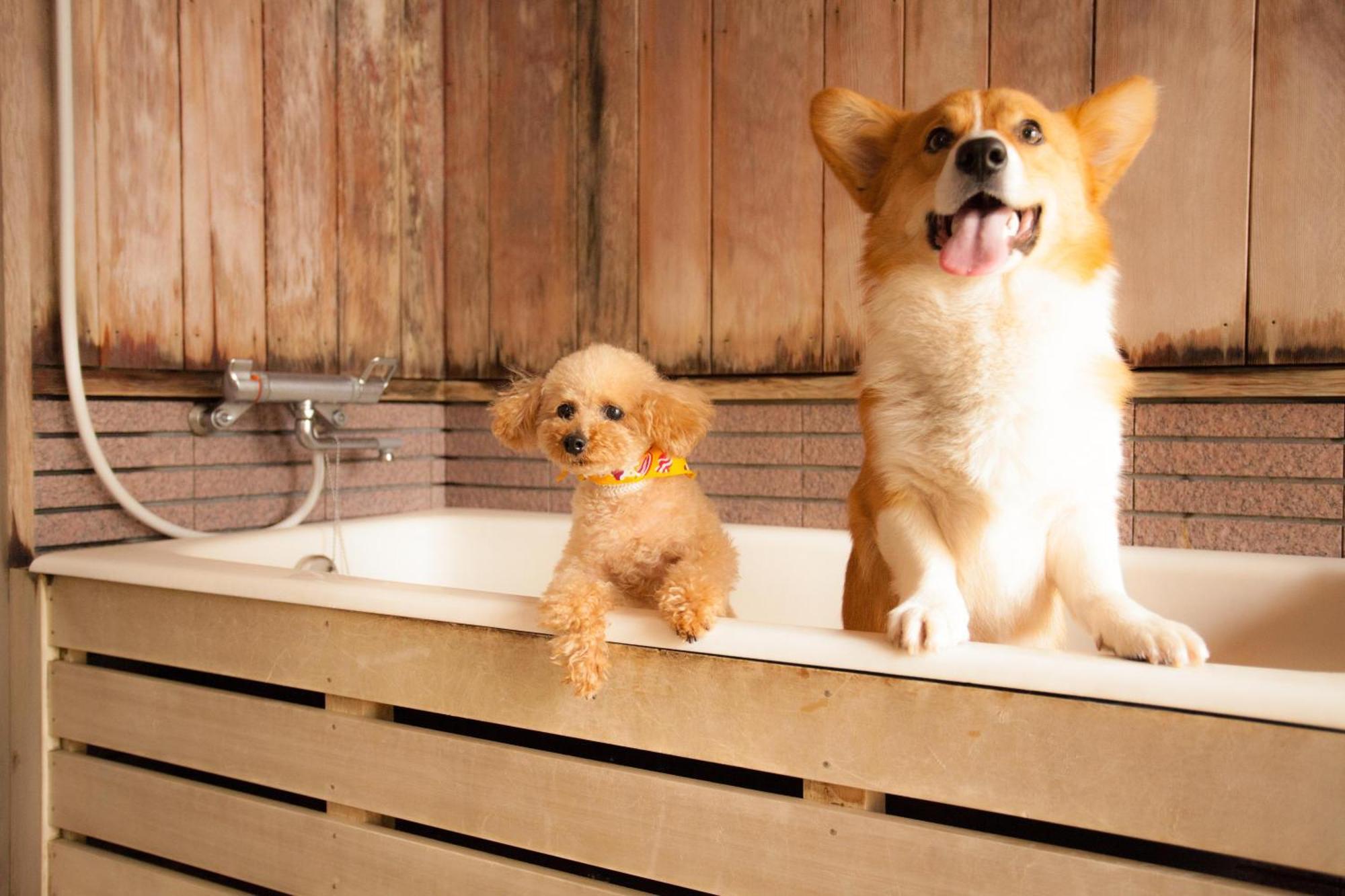 Izumigo Takayama Dog Paradise Hotel מראה חיצוני תמונה